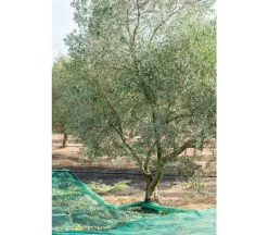 Olijfolie Extra Vierge Grossane 75 cl