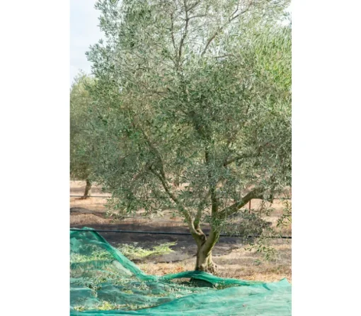 Olijfolie Extra Vierge Grossane 75 cl